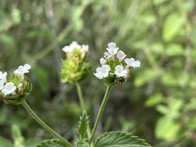 Lantana achyranthifolia, photographed by Reid Hardin