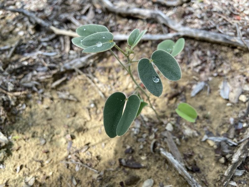 Senna bauhinioides, photographed by Reid Hardin
