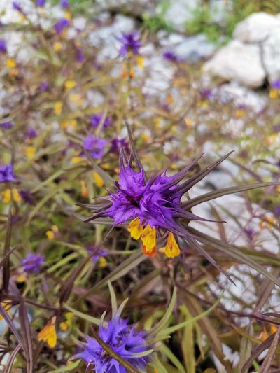 Melampyrum subalpinum, photographed by Daniel Ellehammer Larsen