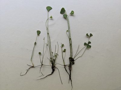 Marsilea vestita, photographed by Alison Northup