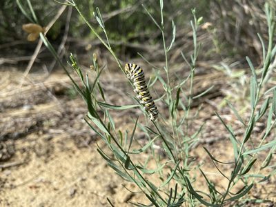 Thamnosma texana, photographed by Reid Hardin