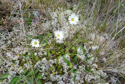 Brachyscome sinclairii, photographed by Colin Meurk
