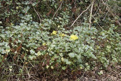 Senecio tamoides, photographed by Tony Rebelo