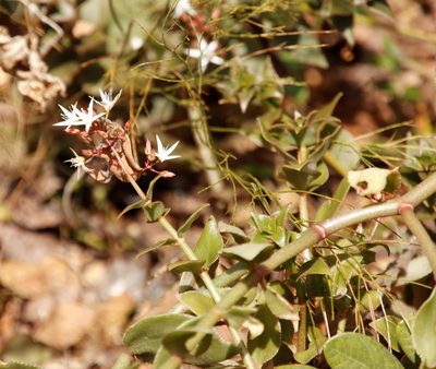 Crassula sarmentosa, photographed by Tony Rebelo