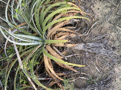 Hechtia glomerata, photographed by Reid Hardin