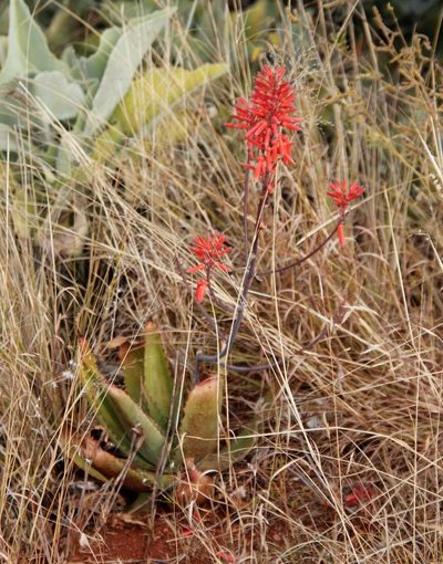 Aloe branddraaiensis, photographed by Tony Rebelo