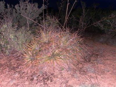 Hechtia glomerata, photographed by Reid Hardin