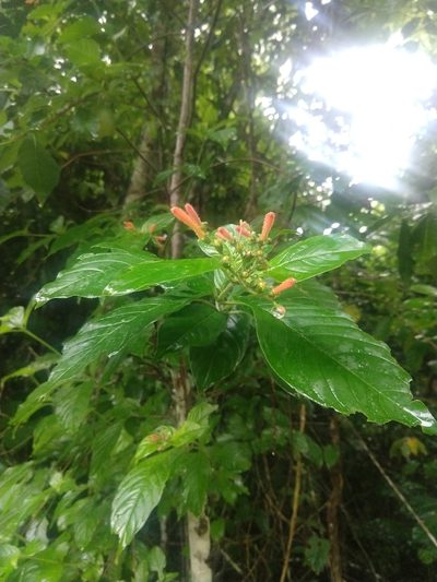 Hamelia rovirosae, photographed by Francisco Emilio Roldán Velasco