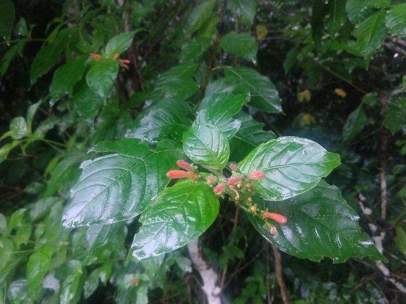 Hamelia rovirosae, photographed by Francisco Emilio Roldán Velasco