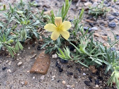 Menodora heterophylla, photographed by Reid Hardin