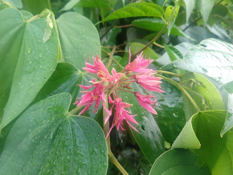 Bauhinia rubeleruziana, photographed by Francisco Emilio Roldán Velasco