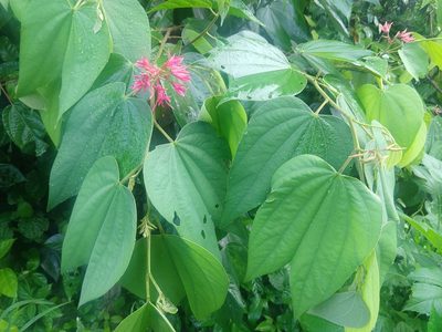 Bauhinia rubeleruziana, photographed by Francisco Emilio Roldán Velasco
