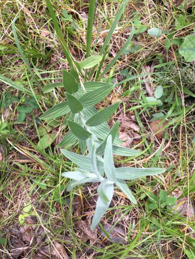 Lithospermum molle, photographed by ubuntu