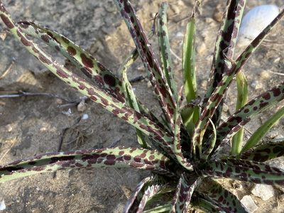 Agave longiflora, photographed by Reid Hardin