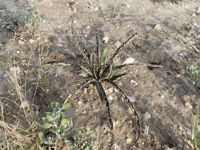Agave longiflora, photographed by Reid Hardin