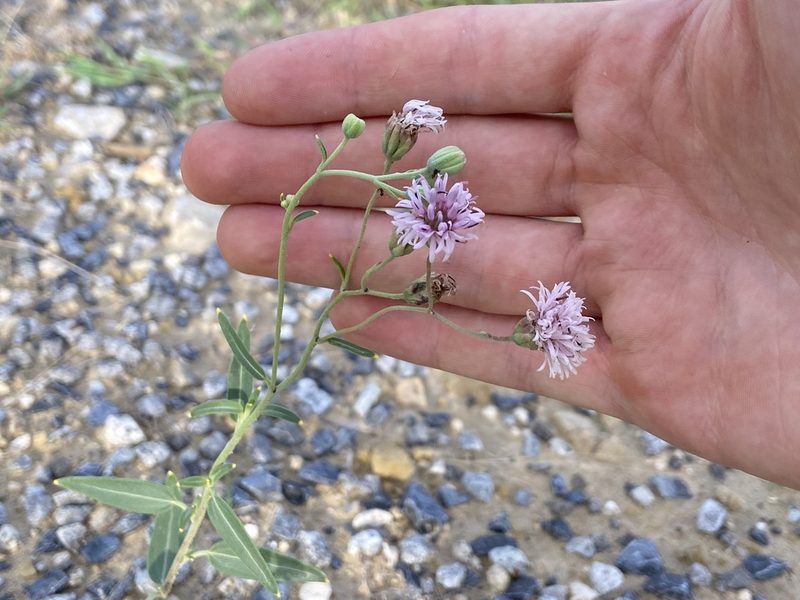 Palafoxia texana, photographed by Reid Hardin