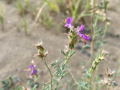Dalea pogonathera, photographed by Reid Hardin
