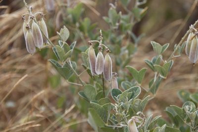 Crotalaria doidgeae, photographed by Tony Rebelo