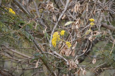 Senecio pleistocephalus, photographed by Tony Rebelo