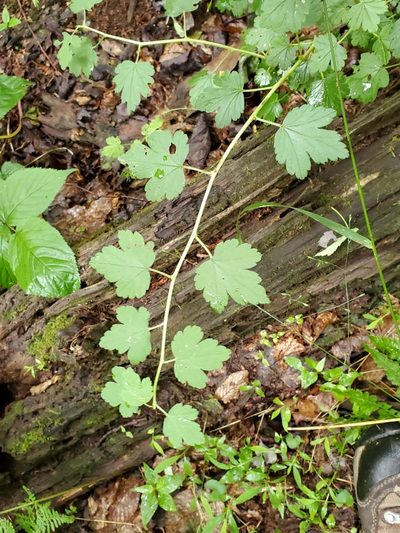Ribes rotundifolium, photographed by Craig Martin