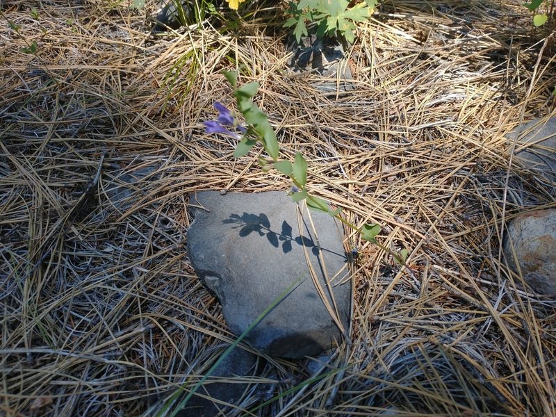 Scutellaria angustifolia, photographed by Drew Meyer