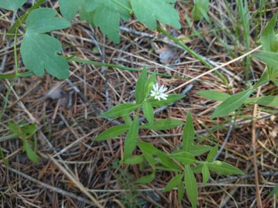 Silene menziesii, photographed by Drew Meyer