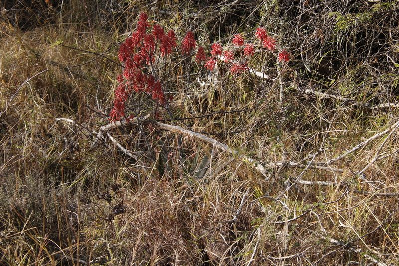 Aloe branddraaiensis, photographed by Tony Rebelo