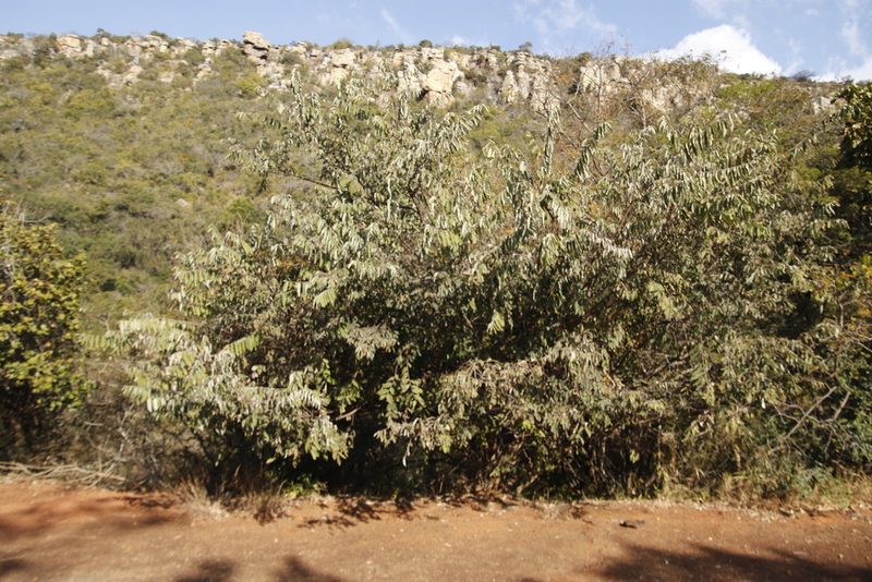 Grewia bicolor, photographed by Tony Rebelo