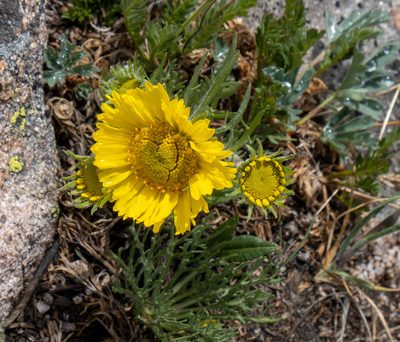 Hymenoxys grandiflora, photographed by Bob Walker