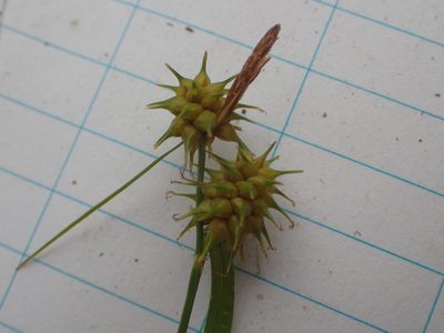 Carex flava, photographed by Allan Harris