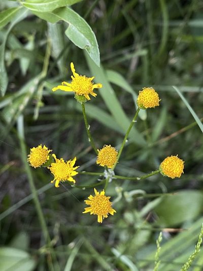 Packera pseudaurea, photographed by Stephen