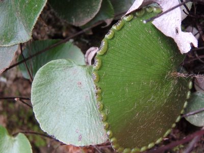 Adiantum reniforme, photographed by Daniel Cahen