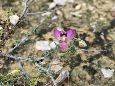 Krameria ramosissima, photographed by Reid Hardin