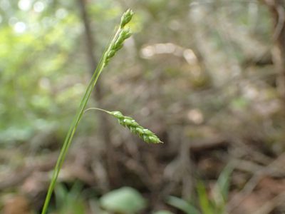 Carex gracillima, photographed by Allan Harris