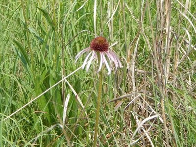 Echinacea pallida, photographed by Tom Lazar
