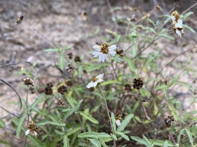 Melampodium cinereum, photographed by Reid Hardin