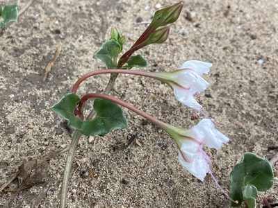 Acleisanthes obtusa, photographed by Reid Hardin