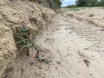 Asclepias prostrata, photographed by Reid Hardin