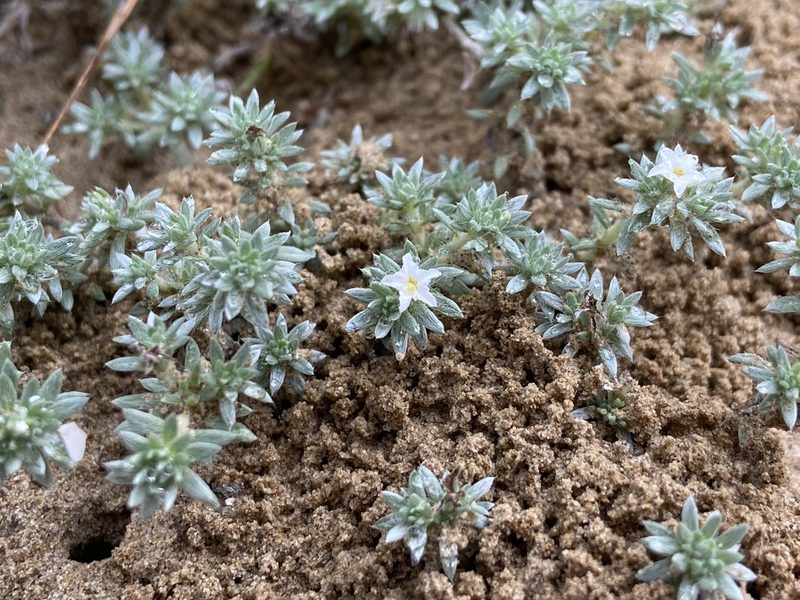 Euploca confertifolia, photographed by Reid Hardin