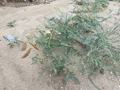 Erythrostemon caudatus, photographed by Reid Hardin