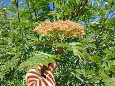 Sorbus scopulina, photographed by Drew Meyer