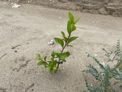 Sideroxylon celastrinum, photographed by Reid Hardin