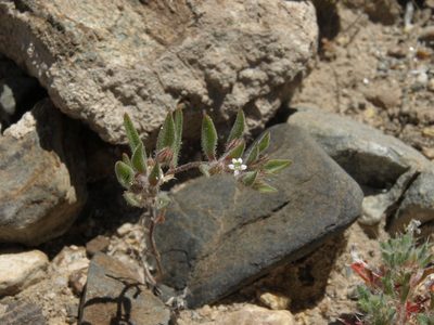 Loeseliastrum depressum, photographed by Jim Morefield