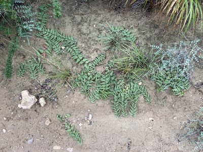 Asclepias prostrata, photographed by Reid Hardin