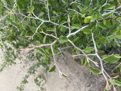 Colubrina texensis, photographed by Reid Hardin