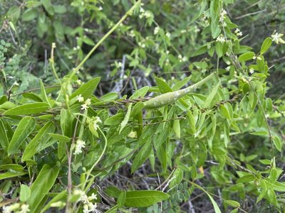 Metastelma barbigerum, photographed by Reid Hardin