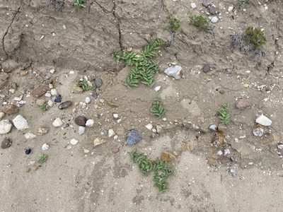 Asclepias prostrata, photographed by Reid Hardin