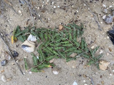 Asclepias prostrata, photographed by Reid Hardin