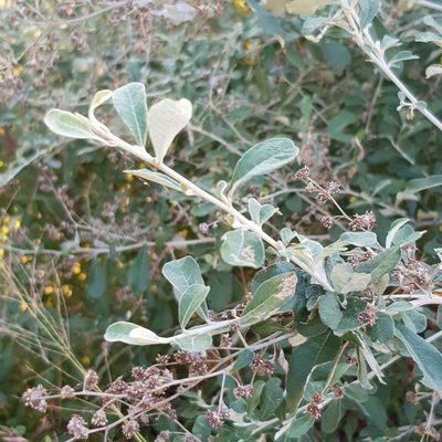 Tarchonanthus parvicapitulatus, photographed by Margaret Burger