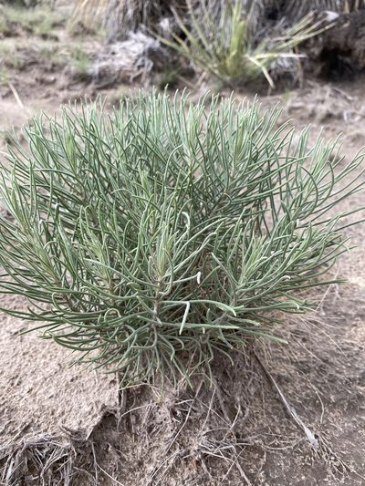 Senecio warnockii, photographed by Bob Nieman